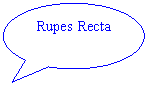 Oval Callout: Rupes Recta